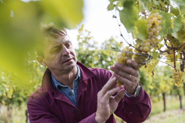 Mihaly Denes. Winemaker