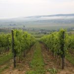 The vineyard rows
