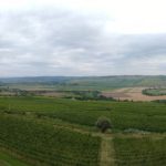 Vineyard panorama