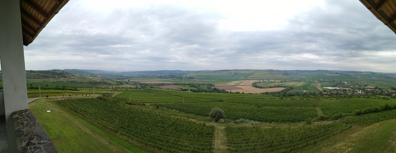 Vineyard panorama