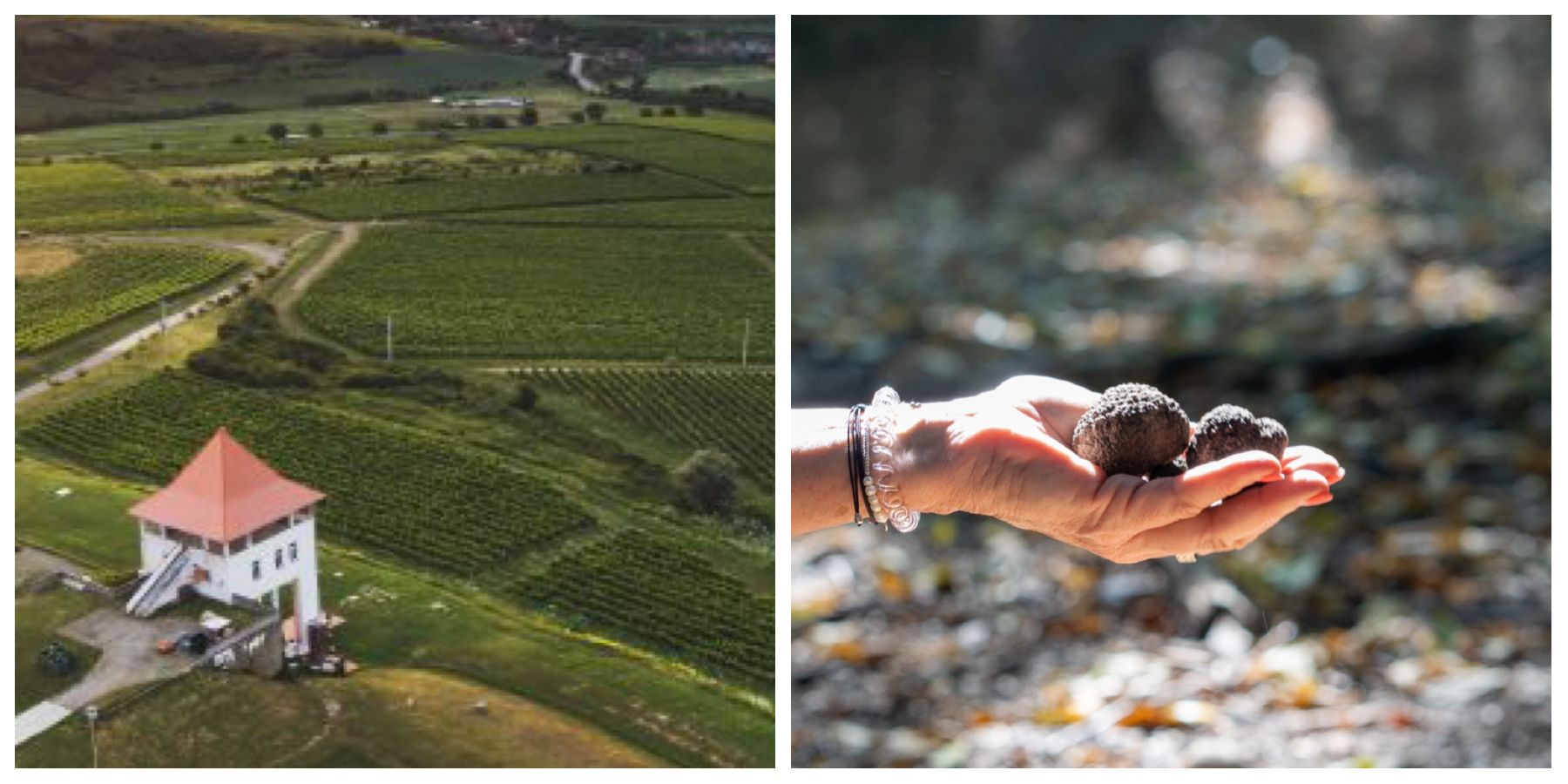 Transylvania Truffle & Wine escape